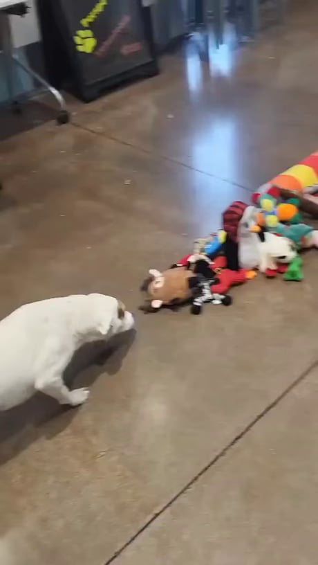 Even the dogs at the pound deserve a little christmas cheer.