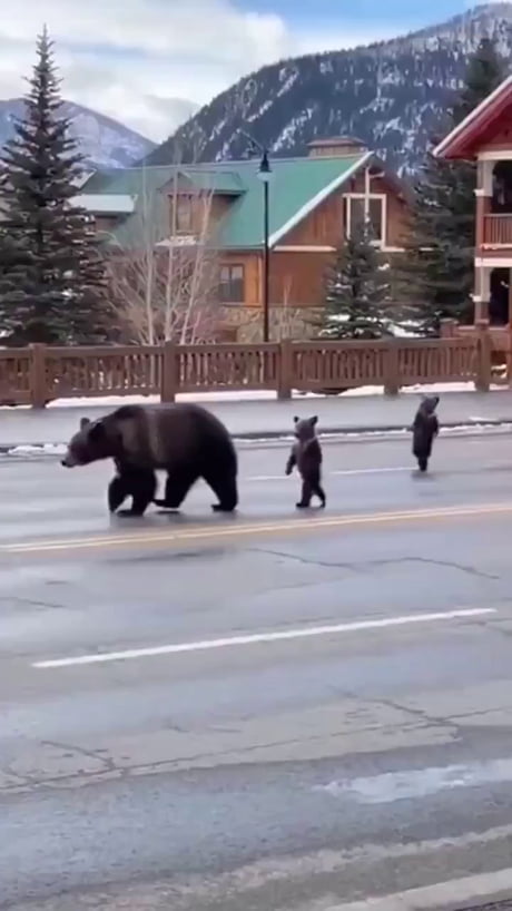 The cubs' magnificent walk :-)