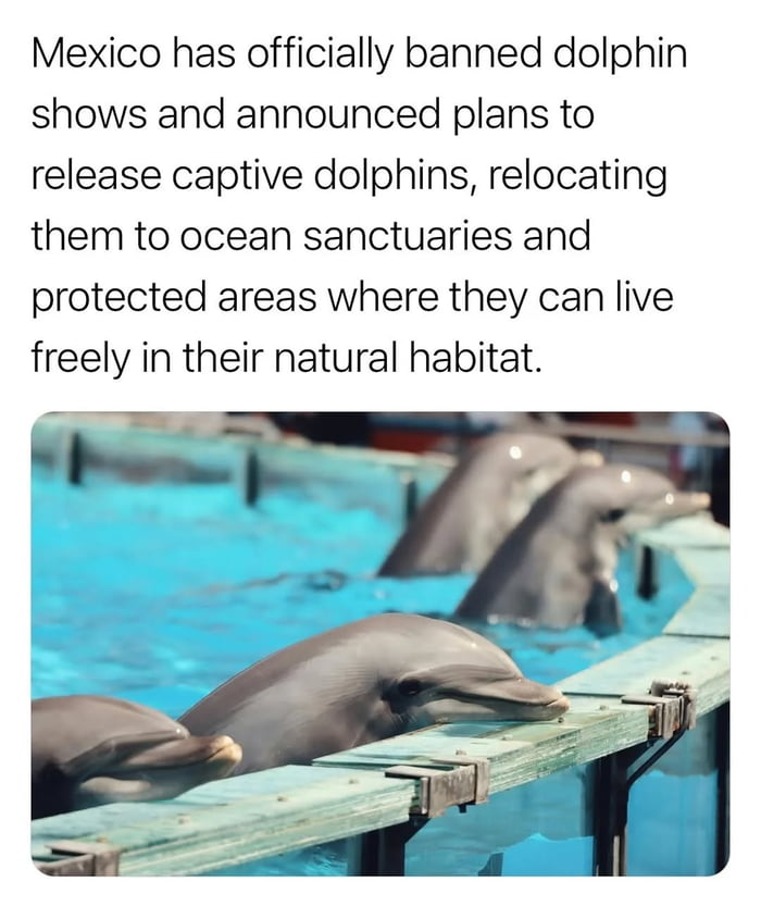Mexico doing right by the dolphins