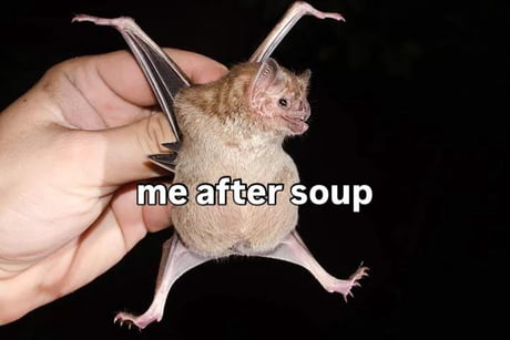 バット meme バット meme Best Funny bat Memes - 9GAG