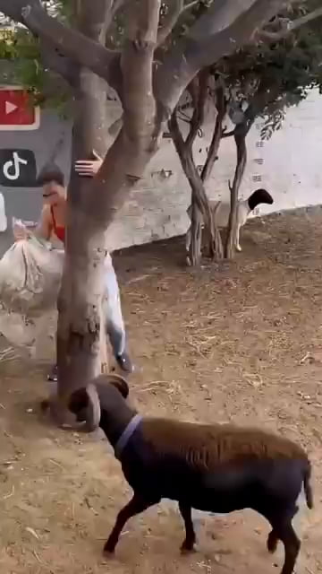 Goat going wild
