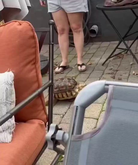 Cat first time seeing turtle.