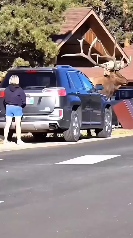 Big boy crossing the street