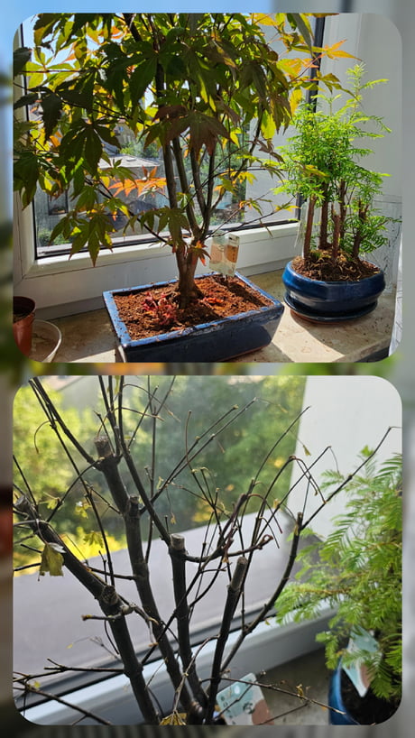 bonsai grow box Japanese Pine Bonsai Growing Kit | Delivery HK