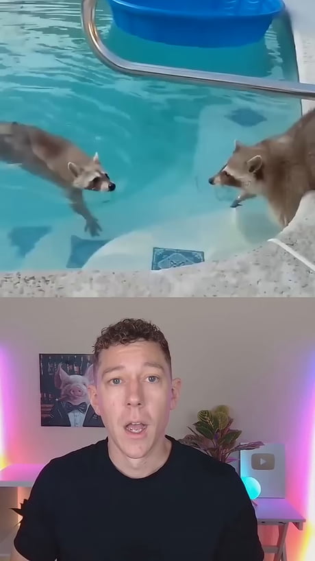 Evolution at its work just like how wolves started. Your every own Trash Panda if your willing to care for it