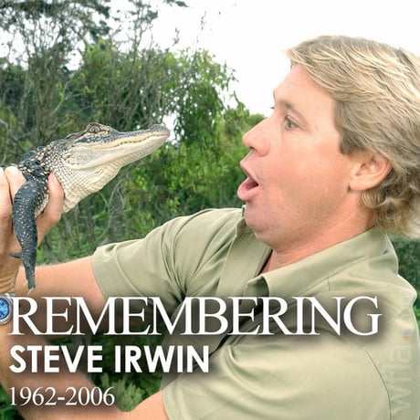 Best Funny steve irwin Memes - 9GAG