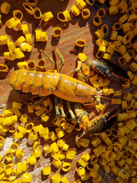 blue and yellow lobster