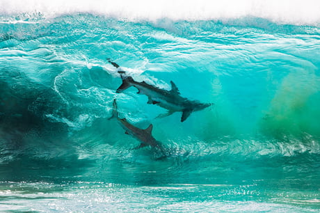 Photographer caught two sharks in one wave