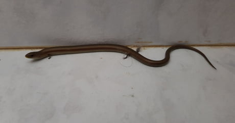 Snake With Legs 9gag