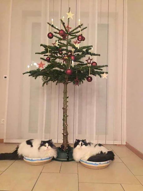 Cat half 2024 christmas tree