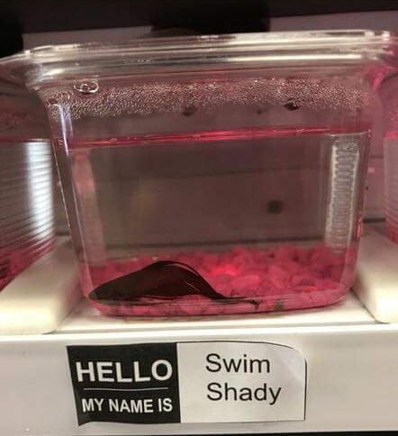 Eminemo