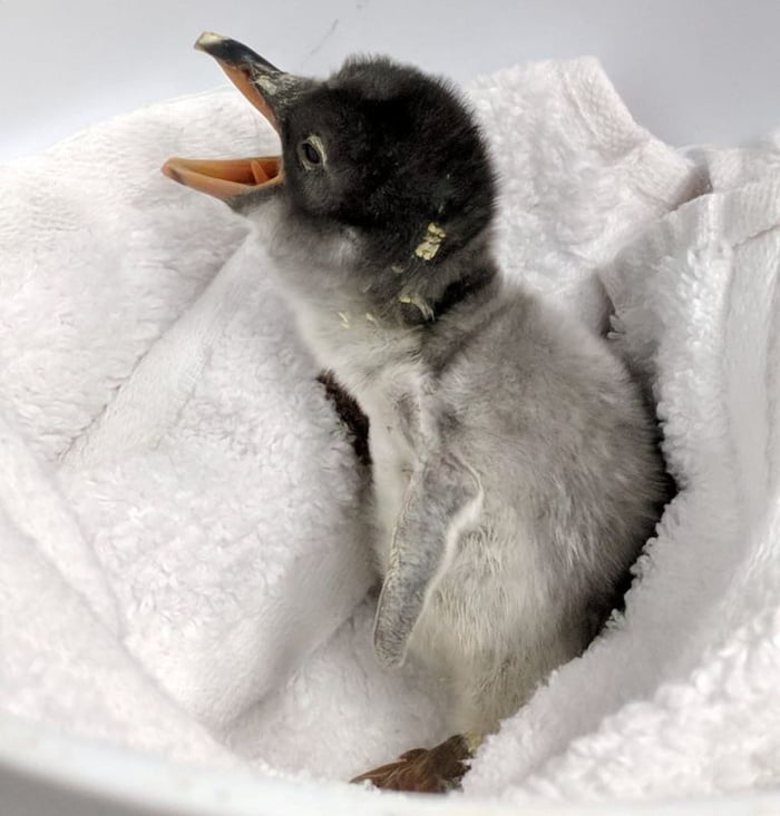 Two Male Penguins Successfully Hatch Egg And Look After Penguin Chick Together