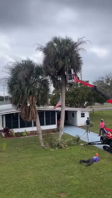 Clipping the palm trees