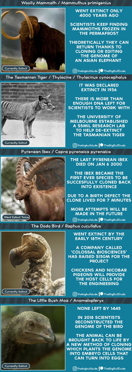 The First Wave of posts about Extinct Animals combined together, just in case you guys have missed any of them.