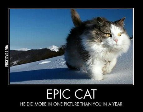epic cat