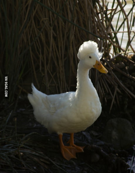 This duck has more swag than most people - 9GAG