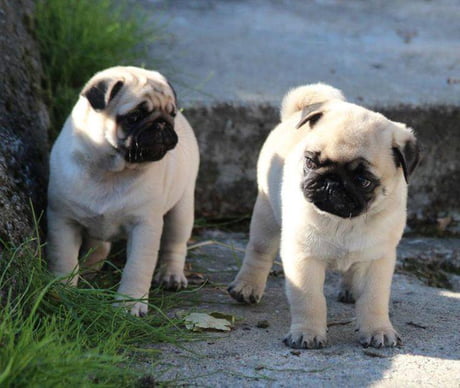 Akc registered pug puppies for outlet sale