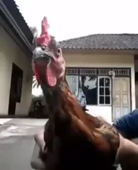 Chicken Head Stabilization At Its Finest 9gag