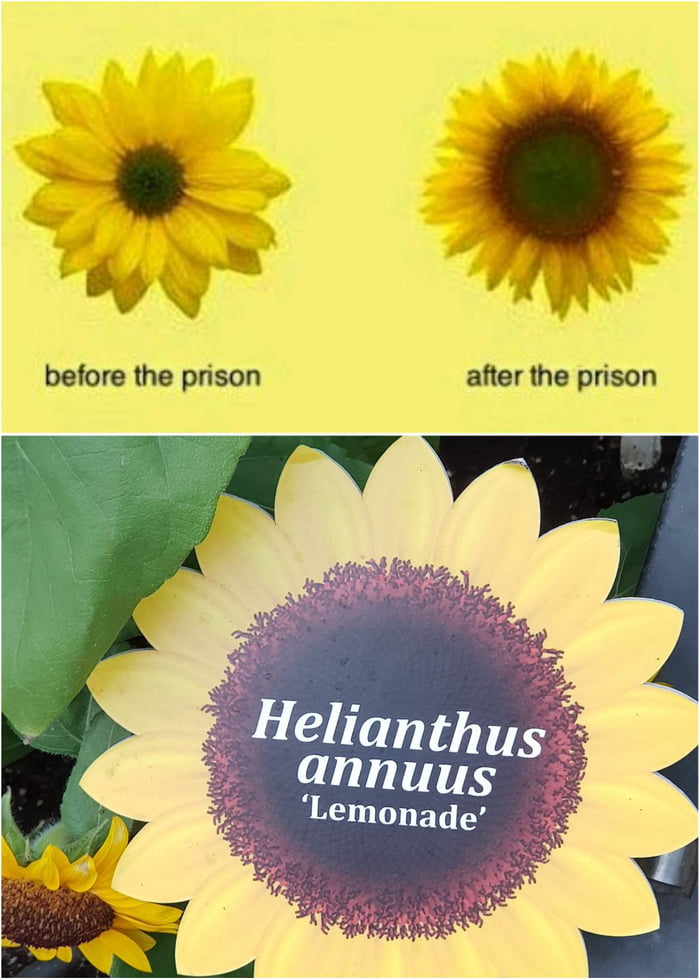 I just realized that the scientific name of the sunflower relates very ...