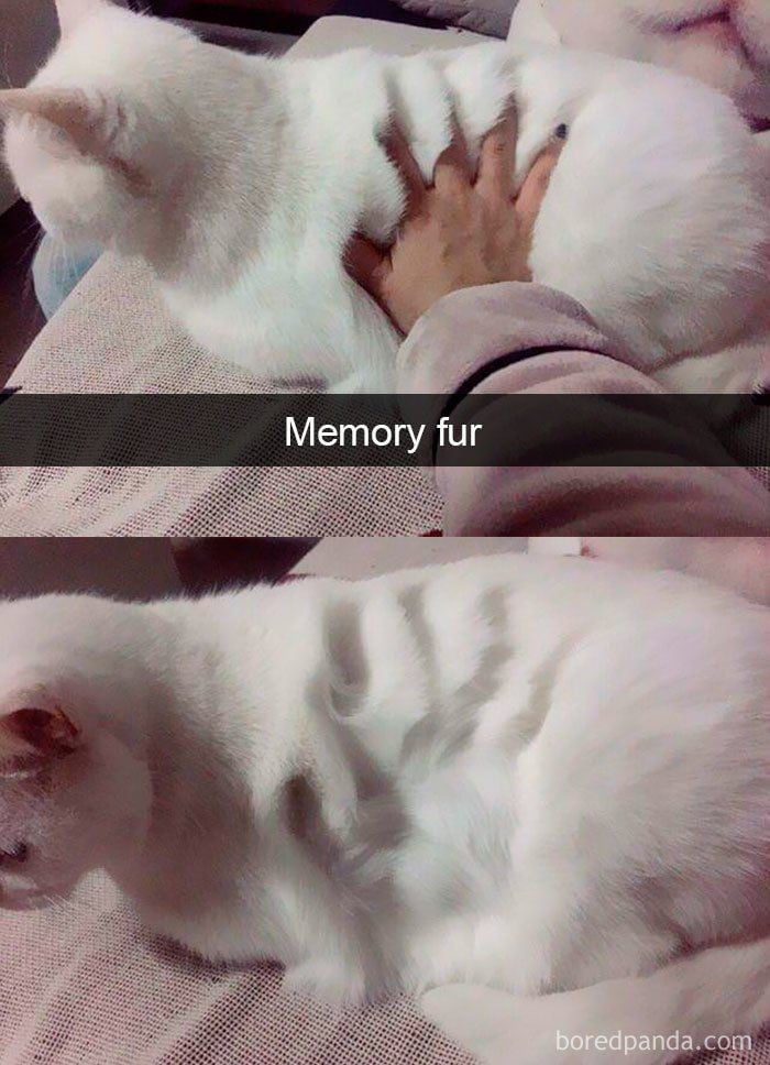 This cat is so fluffy