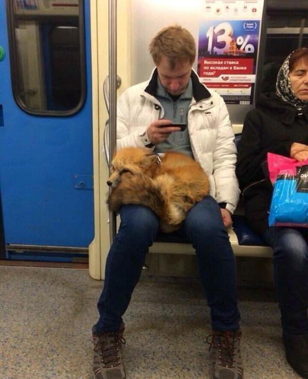 Just a fox