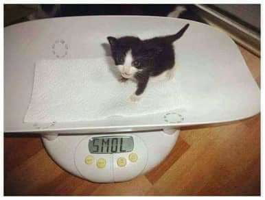 This smol little guy