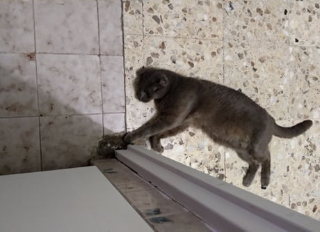 cat opens bathroom door