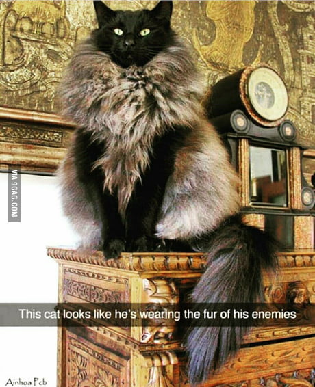 I Am The God Cat 9gag