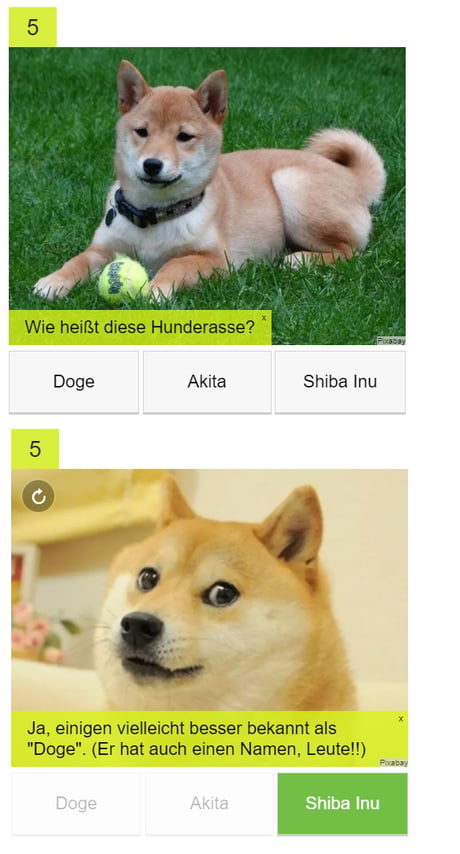 What Kind Of Doge Is This 9gag