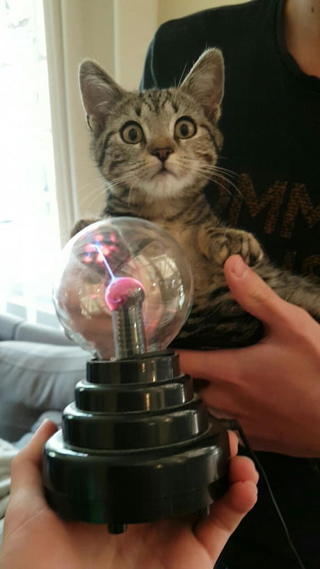 With enough voltage, the kitten wolud be shooting ACTUAL LIGHTNING out of  that. Just so you know, because you CAN have UNLIMITED POWER - 9GAG