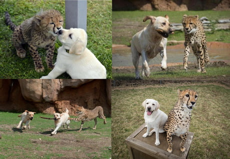 how dogs are helping cheetahs