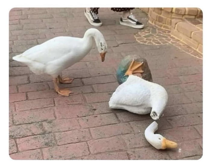 Imagine the confusion going through his head in this moment - 9GAG