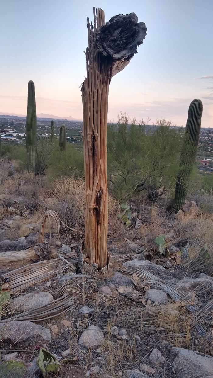 Saguaro skeleton - 9GAG