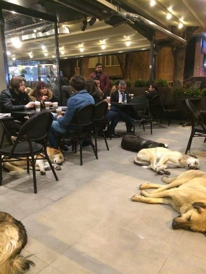 Street dogs in Turkey 9GAG