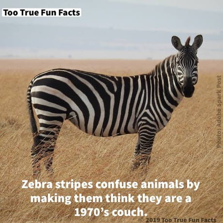 Weird animal facts . Lighten up 9GAG ! - 9GAG