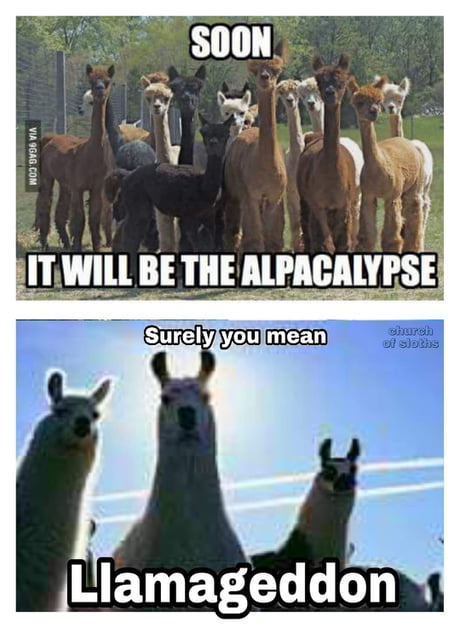 Best Funny Alpaca Memes 9GAG Best Funny Alpaca Memes 9GAG