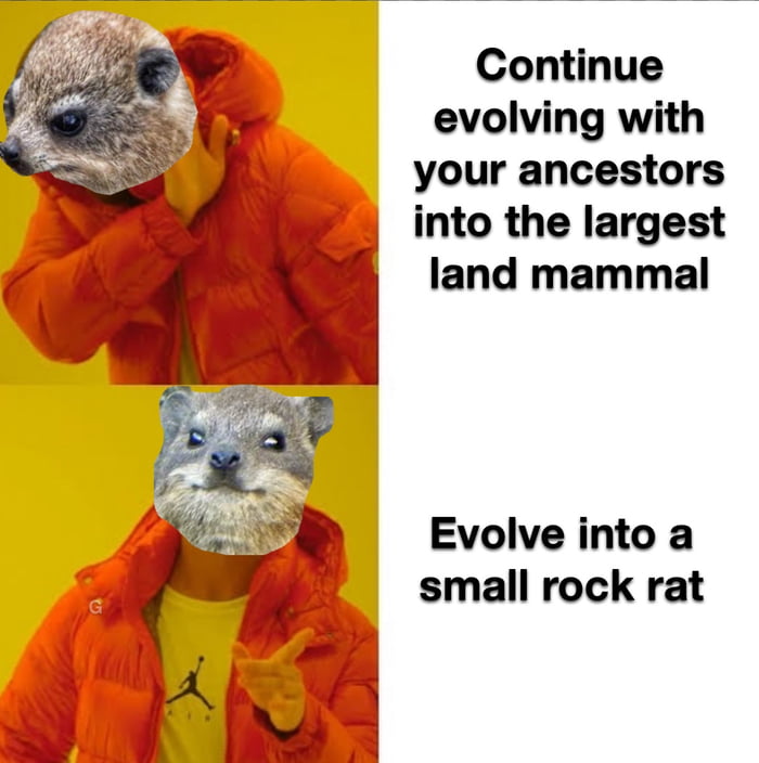 The rock hyrax the closest living relative of elephants - 9GAG