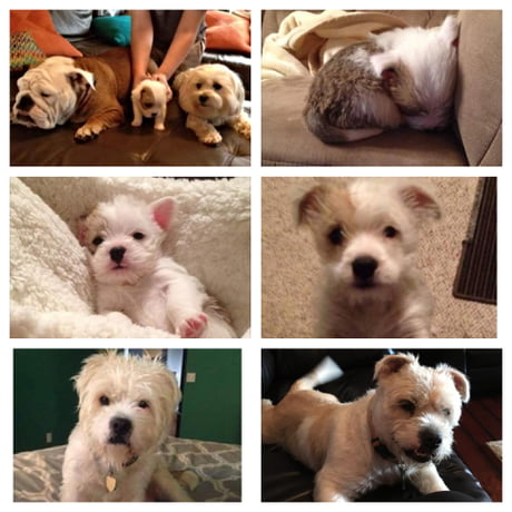 English bulldog maltese store mix