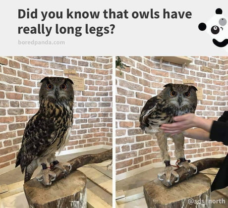 Fun fact: owls have long legs they're just hidden - iFunny