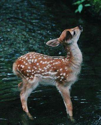 Pretty little deer - 9GAG