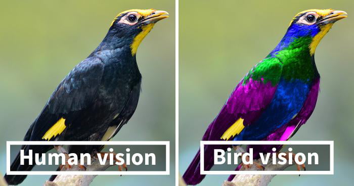 human-vision-vs-bird-vision-9gag