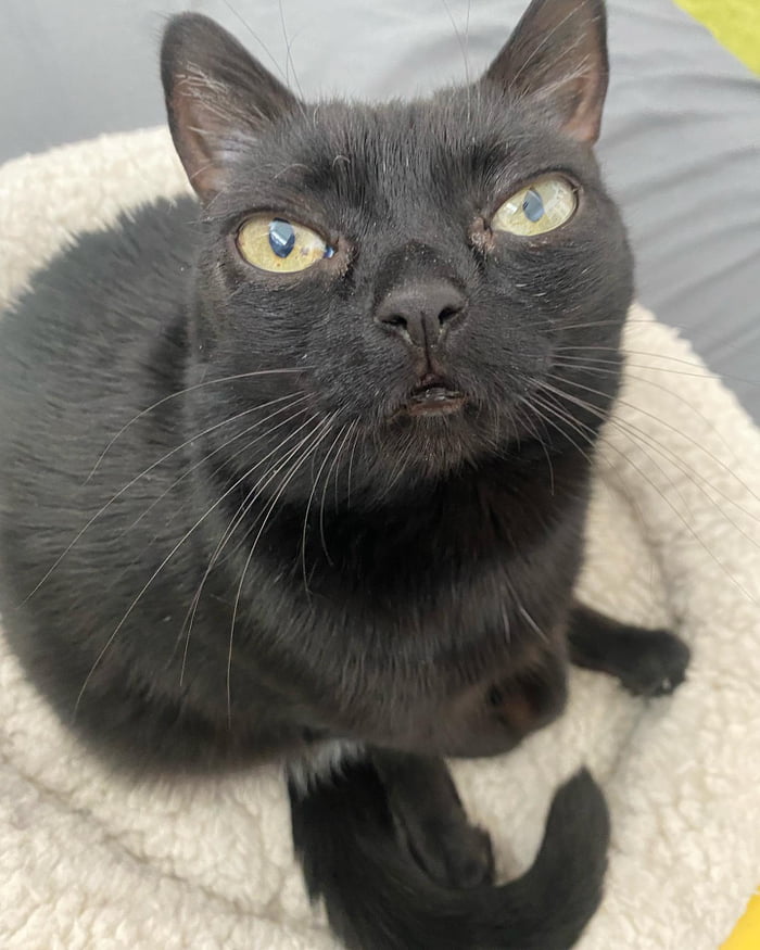 Cat With Big Eyes And Wonky Feet Became Mayor Of Michigan Town Named ...