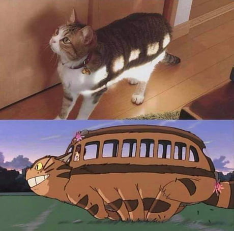 Best Funny Catbus Memes 9gag