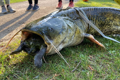 Giant Catfish Died While Trying Zu Eat A Turle Happend In Goettingen Germany Btw The Turtle Also Lost Its Life 9gag