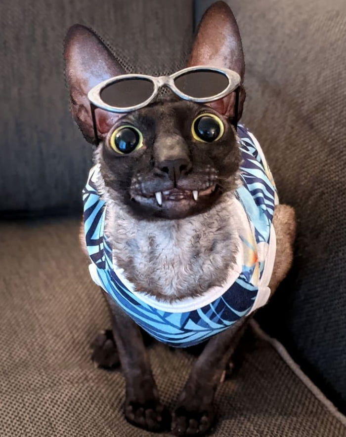 Meet Pixel A Cornish Rex That Has A Goofy Smile 9gag