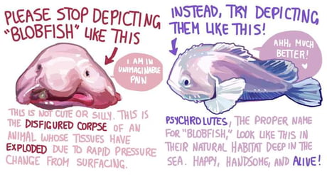 blobfish Memes & GIFs - Imgflip