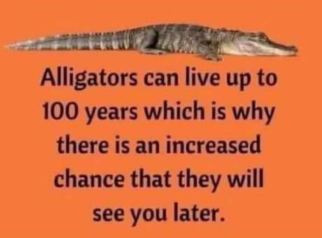 See You Later Alligator 9gag