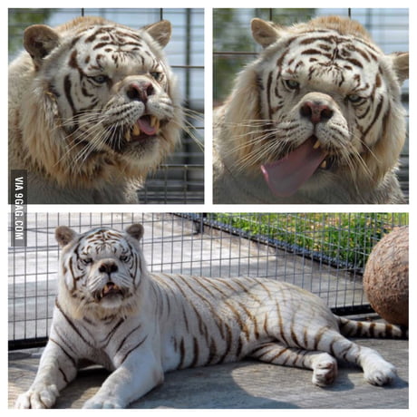 To the person who posted about cats with Down Syndrome, here is Kenny the  white tiger! - 9GAG