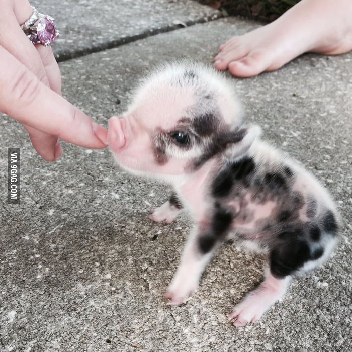 Itty Bitty Baby Piggy - 9GAG