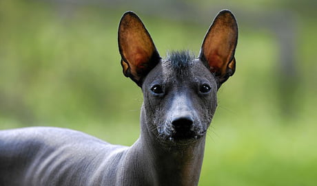 cholo xoloitzcuintli